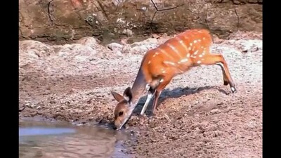 Snapshot of crocodile attacking a deer. (Twitter/@Anand Mahindra )