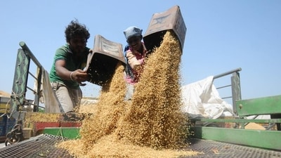 The Union cabinet approved ₹143 hike in paddy MSP to ₹2,183 per quintal for 2023-24. (HT file photo) The Union cabinet approved ₹143 hike in paddy MSP to ₹2,183 per quintal for 2023-24. (HT file photo)