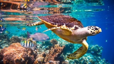 World Oceans Day 2023: Date, history, significance and all you want to know (Shutterstock) World Oceans Day 2023: Date, history, significance and all you want to know (Shutterstock)