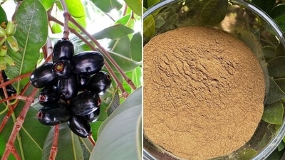 Jamun seed powder have jamboline and jambosine which can prevent sugar spikes. (Pixabay, Instagram/Lovneet Batra) Jamun seed powder have jamboline and jambosine which can prevent sugar spikes. (Pixabay, Instagram/Lovneet Batra)