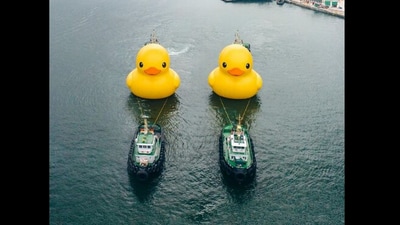Double ducks in Hong Kong. (Instagram/@AllRightsReserved) Double ducks in Hong Kong. (Instagram/@AllRightsReserved)