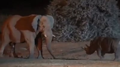 Elephant and rhino get into a fight. (Twitter/@susantananda3)