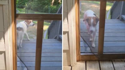 The image shows the dog whose ‘DIY door hack’ went viral. (Reddit/@honysty) The image shows the dog whose ‘DIY door hack’ went viral. (Reddit/@honysty)