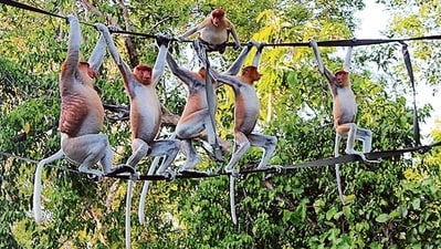 Tonkean macaques, which are known to get along with each other the most with more diverse and complex relationships, demonstrated better overall control of distraction, emotions. (Representational Image) (Shutterstock)