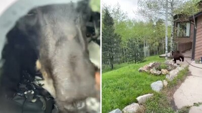 The image shows the bear trapped inside the car and eventually being released. (Colorado Parks and Wildlife) The image shows the bear trapped inside the car and eventually being released. (Colorado Parks and Wildlife)