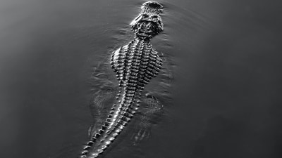 The foetus of the crocodile is reportedly 99.9% genetically identical to herself (representational image). (Unsplash/@sterlinglanier) The foetus of the crocodile is reportedly 99.9% genetically identical to herself (representational image). (Unsplash/@sterlinglanier)