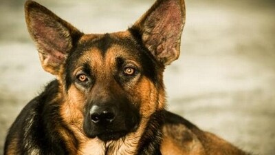 The most common behavioural issues dog owners seek assistance for include separation anxiety, aggression towards other dogs and aggression towards people or children. The most common behavioural issues dog owners seek assistance for include separation anxiety, aggression towards other dogs and aggression towards people or children.