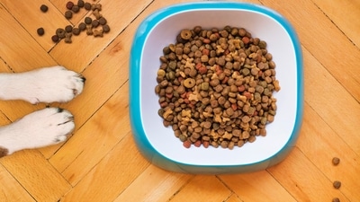 Pet Food Tester: People employed as pet food testers sample and evaluate the quality, taste, and nutritional value of pet food. (Unsplash) Pet Food Tester: People employed as pet food testers sample and evaluate the quality, taste, and nutritional value of pet food. (Unsplash)