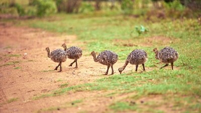 Ostrich Babysitter: Ostrich farms may employ caretakers to watch over and tend to ostrich chicks. (Unsplash) Ostrich Babysitter: Ostrich farms may employ caretakers to watch over and tend to ostrich chicks. (Unsplash)