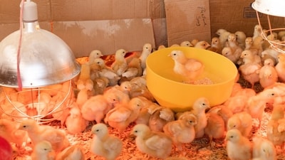 Chicken Sexer: This job involves determining the gender of newly hatched chicks for breeding and farming purposes. (Unsplash) Chicken Sexer: This job involves determining the gender of newly hatched chicks for breeding and farming purposes. (Unsplash)
