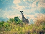 South Africa: Unravelling the meaning behind Rainbow Nation, 6 travel destinations for ecological experiences 