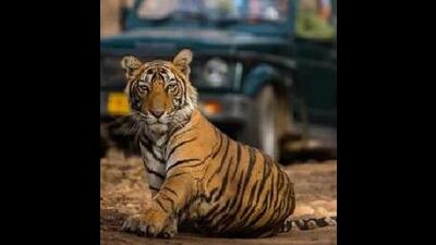 A 10-year-old boy was mauled to death by a tiger in the Katarniaghat forest range of the Katarniaghat Wildlife Sanctuary (KWS), which is a part of the Dudhwa Tiger Reserve, in Bahraich on Thursday evening (HT File) A 10-year-old boy was mauled to death by a tiger in the Katarniaghat forest range of the Katarniaghat Wildlife Sanctuary (KWS), which is a part of the Dudhwa Tiger Reserve, in Bahraich on Thursday evening (HT File)
