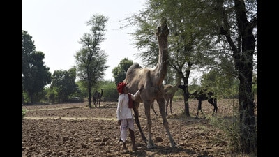 A Raika man with his camels in Sadri, Rajasthan. (Saumya Khandelwal/Hindustan Times) A Raika man with his camels in Sadri, Rajasthan. (Saumya Khandelwal/Hindustan Times)