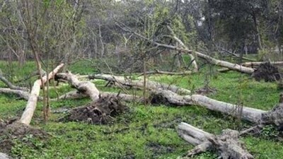 Could cocoa demand be causing deforestation? (Representative Image) Could cocoa demand be causing deforestation? (Representative Image)
