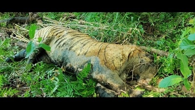 The tiger that was found dead in Dudhwa on Friday. (Sourced) The tiger that was found dead in Dudhwa on Friday. (Sourced)