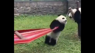 Panda trying to climb a hammock. (Reddit/@funnyanimals) Panda trying to climb a hammock. (Reddit/@funnyanimals)