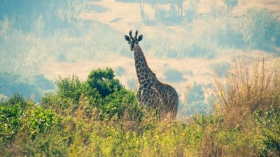 South Africa: Unravelling the meaning behind Rainbow Nation, 6 travel destinations for ecological experiences (Photo by Zander Janzen van Rensburg on Unsplash) South Africa: Unravelling the meaning behind Rainbow Nation, 6 travel destinations for ecological experiences (Photo by Zander Janzen van Rensburg on Unsplash)