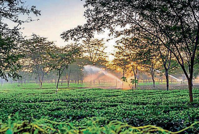 My favourite summer vacations were the times I spent at my aunt’s tea estate in Assam. It was here that I was allowed to run completely wild, blissfully free of any supervision. (Shutterstock)