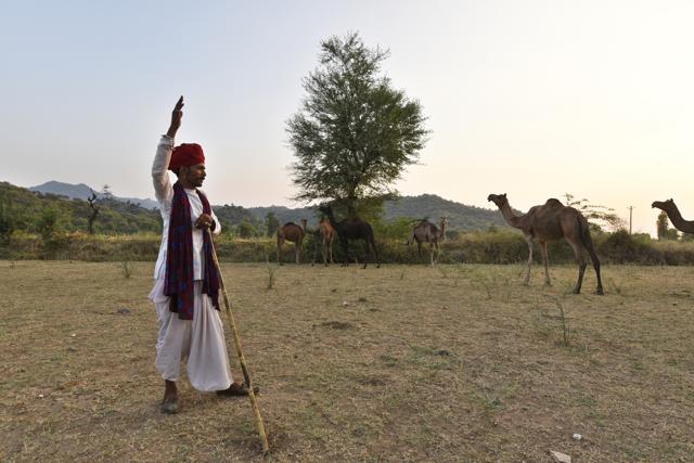 Raika herdsman Bhanwarlal sings local folk songs as his camels graze in the fields. (Saumya Khandelwal/ Hindustan Times) Raika herdsman Bhanwarlal sings local folk songs as his camels graze in the fields. (Saumya Khandelwal/ Hindustan Times)