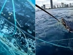 The image is taken from a rescue video of a humpback whale in Australia. The image is taken from a rescue video of a humpback whale in Australia.