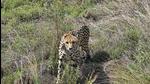 Officials said that as of now the cheetahs are showing interest in the eastern side of Panna landscape towards Lalitpur and Jhansi in Uttar Pradesh. (PTI)