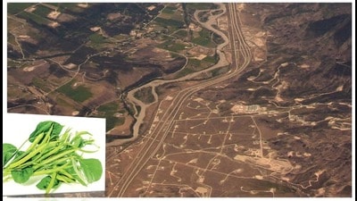 A large expanse of hydraulic fracturing or fracking wells in Colorado. Guar gum from gavar (inset) is pumped into such wells to keep each gash open, while oil and natural gas are extracted from beneath the bedrock. (Photos: Adobe Stock; Getty Images) A large expanse of hydraulic fracturing or fracking wells in Colorado. Guar gum from gavar (inset) is pumped into such wells to keep each gash open, while oil and natural gas are extracted from beneath the bedrock. (Photos: Adobe Stock; Getty Images)