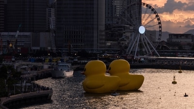 An art installation called "Double Ducks" by Dutch artist Florentijn Hofman at Victoria Harbour in Hong Kong. (AP) An art installation called "Double Ducks" by Dutch artist Florentijn Hofman at Victoria Harbour in Hong Kong. (AP)