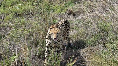 Officials said that as of now the cheetahs are showing interest in the eastern side of Panna landscape towards Lalitpur and Jhansi in Uttar Pradesh. (PTI)
