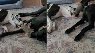 The image shows two dogs plays a game of tug of war. (Reddit/@Ravenclaw_14) The image shows two dogs plays a game of tug of war. (Reddit/@Ravenclaw_14)