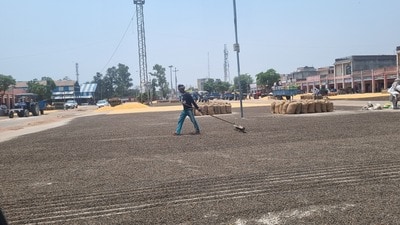 Sunflower farmers, who are demanding a minimum support price of  ₹6,400 per quintal, are not happy with the compensation announced by Haryana chief minister Manohar Lal Khattar. They termed it an attempt to thwart their gathering at the Pipli Mahapanchayat called by various farmer associations on June 12. (HT Photo)