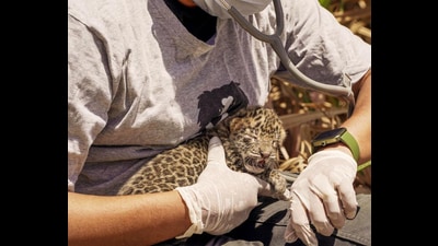 The microchipping helped the forest department to monitor its movements. (HT PHOTO) The microchipping helped the forest department to monitor its movements. (HT PHOTO)