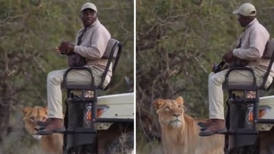 The video shows a man and a lion looking at each other. (Instagram/@everseensa) The video shows a man and a lion looking at each other. (Instagram/@everseensa)