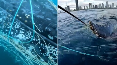 The image is taken from a rescue video of a humpback whale in Australia. (Facebook/@Sea World - Gold Coast, Australia) The image is taken from a rescue video of a humpback whale in Australia. (Facebook/@Sea World - Gold Coast, Australia)