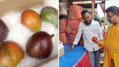 The images show world’s most expensive mango Miyazaki. (Twitter/@ANI) The images show world’s most expensive mango Miyazaki. (Twitter/@ANI)