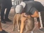 Screengrab from video showing Pit bull attack a small dog in Florida restaurant. Screengrab from video showing Pit bull attack a small dog in Florida restaurant.