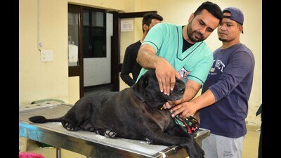 Tail of woes: Luxury living takes toll on pampered pets Tail of woes: Luxury living takes toll on pampered pets