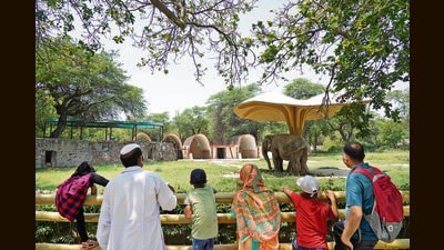 The two Asiatic elephants and one African elephant are fed cucumbers and melons to ensure they stay cool during the summers. (Photo: Gokul VS/HT) The two Asiatic elephants and one African elephant are fed cucumbers and melons to ensure they stay cool during the summers. (Photo: Gokul VS/HT)