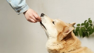 As responsible pet owners, it is our duty to prioritise the health and well-being of our furry companions. (Pexels) As responsible pet owners, it is our duty to prioritise the health and well-being of our furry companions. (Pexels)