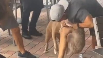 Screengrab from video showing Pit bull attack a small dog in Florida restaurant. Screengrab from video showing Pit bull attack a small dog in Florida restaurant.