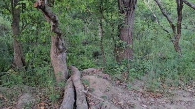 Can you quickly spot a tiger hidden in this picture? (Twitter/@skumarias02) Can you quickly spot a tiger hidden in this picture? (Twitter/@skumarias02)