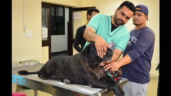 Tail of woes: Luxury living takes toll on pampered pets