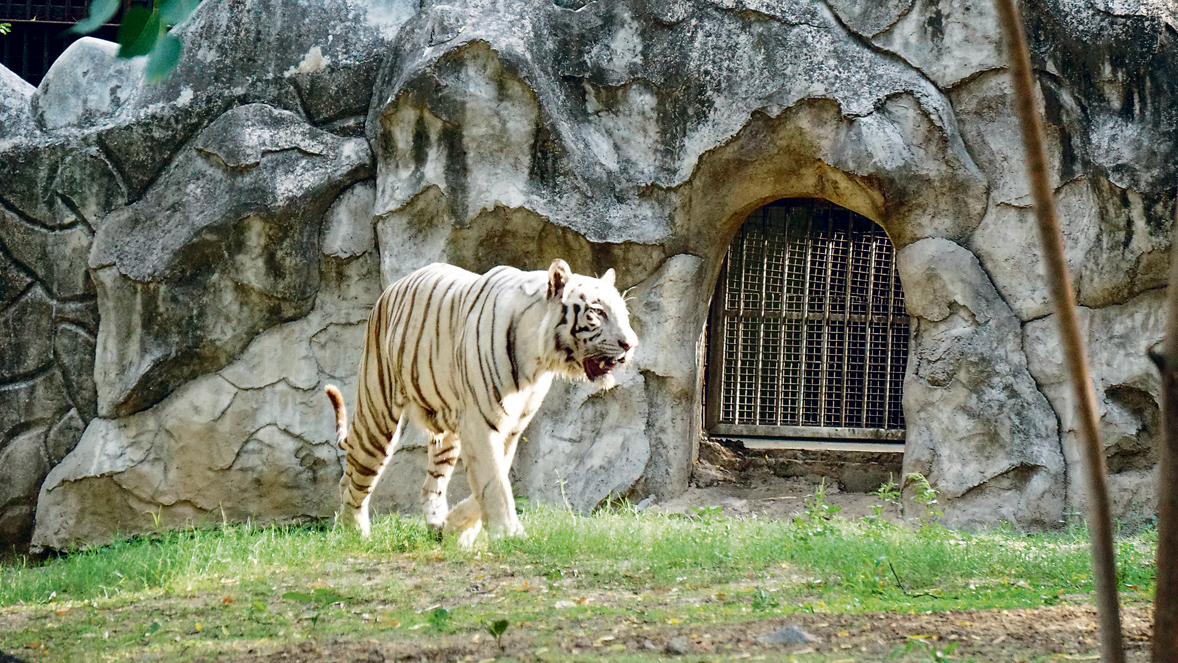 The two white tigers recently became parents to two cubs and are looking after their offspring in a den that is covered with a huge cotton cloth and has air coolers running around them. (Photo: Anurag Mehra/HT) The two white tigers recently became parents to two cubs and are looking after their offspring in a den that is covered with a huge cotton cloth and has air coolers running around them. (Photo: Anurag Mehra/HT)
