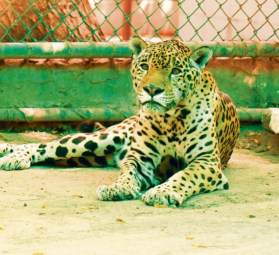 The big cats, like the two leopards are each fed six kgs of meat which is one kg less than winters. (Photo: Gokul VS/HT) The big cats, like the two leopards are each fed six kgs of meat which is one kg less than winters. (Photo: Gokul VS/HT)