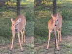 A viral video shows a deer eating a snake.