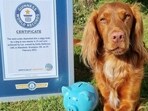 A cocker spaniel dog named Leo with his piggy bank and Guinness World Records certificate. A cocker spaniel dog named Leo with his piggy bank and Guinness World Records certificate.