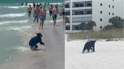A bear emerged from water at a beach. (Instagram/@jennsing80) A bear emerged from water at a beach. (Instagram/@jennsing80)
