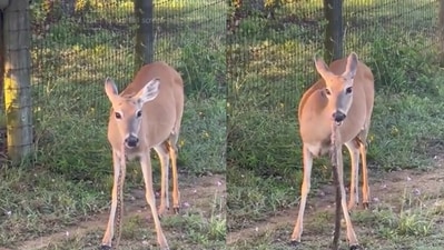A viral video shows a deer eating a snake. (Twitter/@thefigen) A viral video shows a deer eating a snake. (Twitter/@thefigen)
