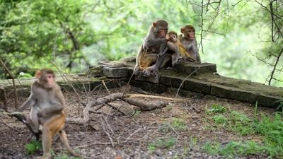 Forest guards and rangers will feed the monkeys at points that are deep inside the Central Ridge. (HT Archive) Forest guards and rangers will feed the monkeys at points that are deep inside the Central Ridge. (HT Archive)