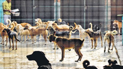 In the last 10 years, the sterilisation programme has covered 575,000 dogs in the city, according to MCD. (HT Archive) In the last 10 years, the sterilisation programme has covered 575,000 dogs in the city, according to MCD. (HT Archive)