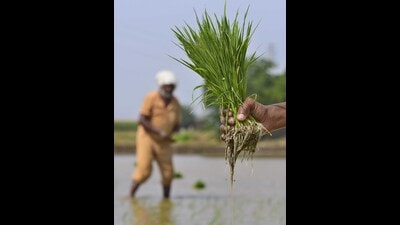 Premium aromatic grain basmati will be grown over at least 8,000 acres without spraying pesticides and insecticides. (HT File Photo)